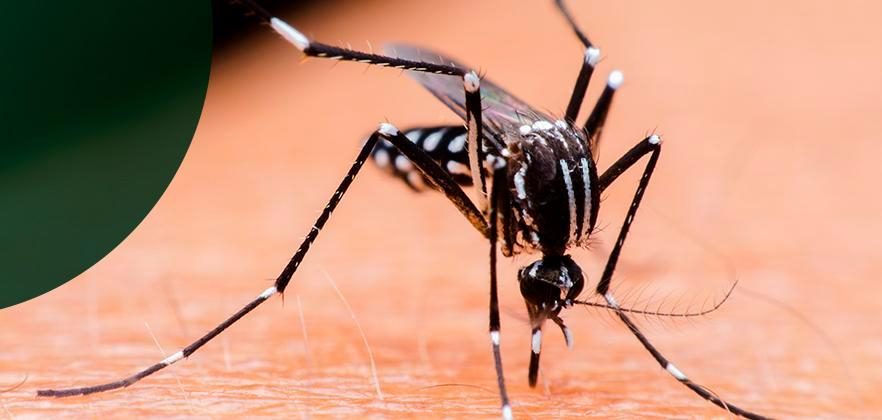 Aedes: cuidados devem ser redobrados na primavera